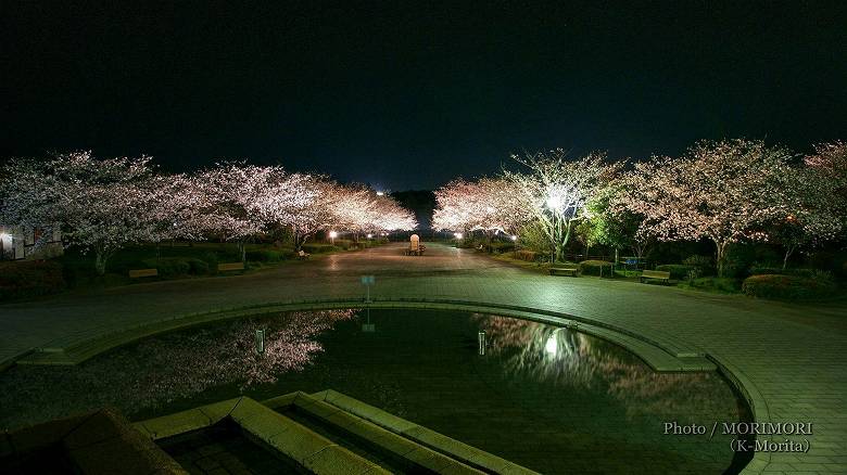 久峰総合公園の夜桜