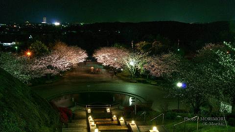 久峰総合公園の夜桜