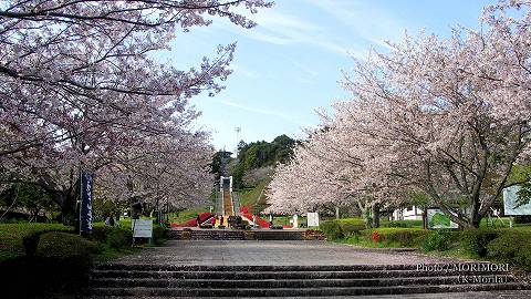 宮崎市 久峰総合公園の桜