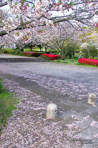 宮崎市 久峰総合公園の桜