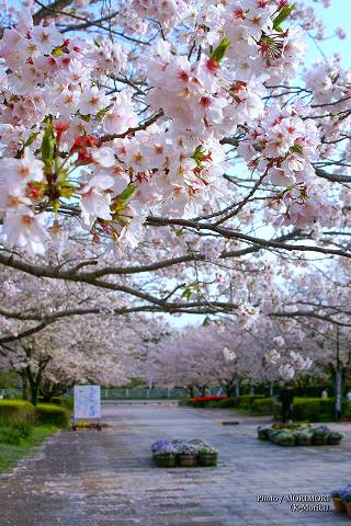 宮崎市 久峰総合公園の桜