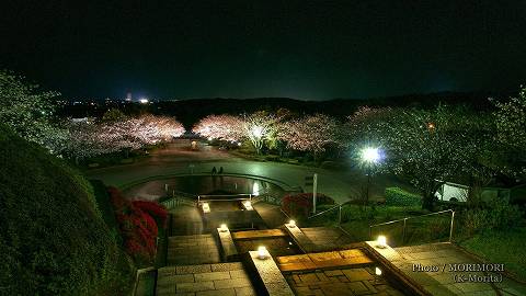 久峰総合公園の夜桜