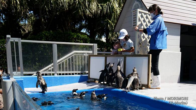 ペンギンの餌やり体験