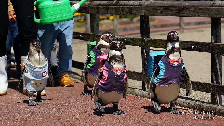 ペンギンのお散歩タイム