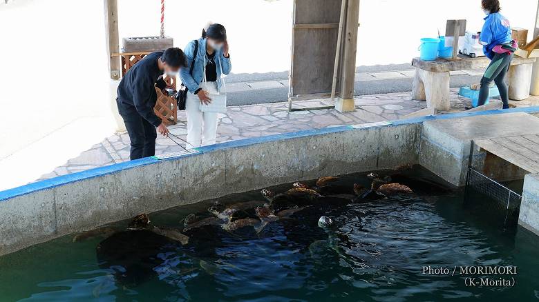 竜宮の館（ウミガメ）