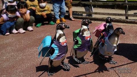 ペンギンのお散歩タイム