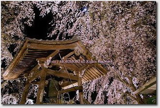 浄専寺のシダレザクラ　ライトアップ　2008-10