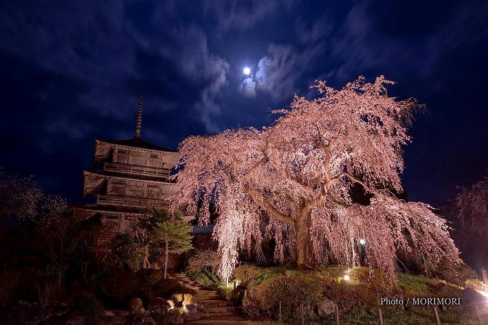 ■ 浄専寺のしだれ桜 夜桜と満月 浄専寺のしだれ桜 夜桜と満月