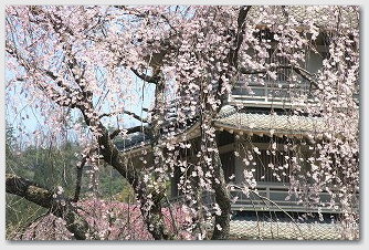 ■ 浄専寺 枝垂れ桜 05 浄専寺 枝垂れ桜 05