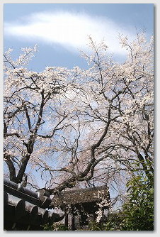 ■ 浄専寺 枝垂れ桜 01 浄専寺 枝垂れ桜 01
