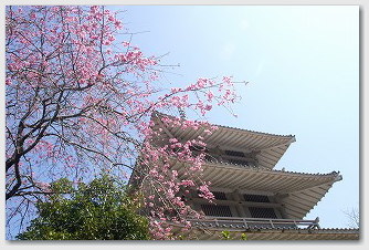 ■ 浄専寺 桜 01 浄専寺 桜 01