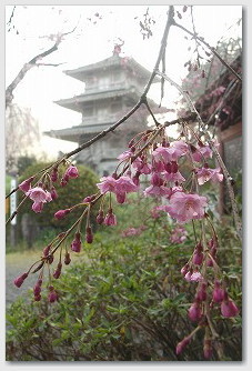 ■ 浄専寺 枝垂れ桜 02 浄専寺 枝垂れ桜 02