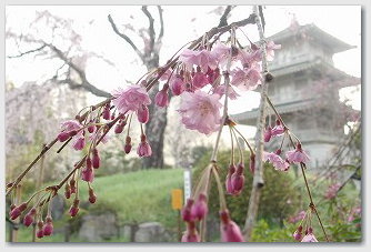 ■ 浄専寺 桜 03 浄専寺 桜 03