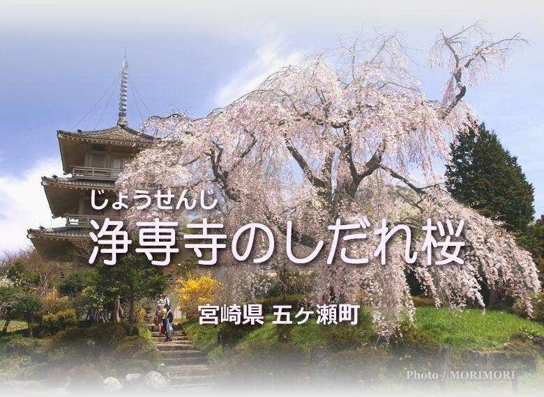 Photo Miyazaki 浄専寺のしだれ桜ページタイトル
