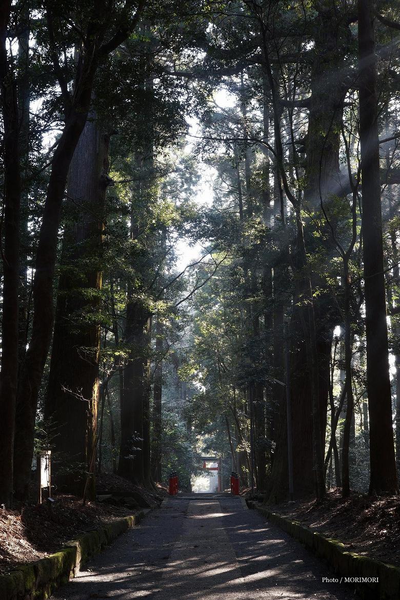 ■ 樹齢400年の大杉が立ち並ぶ　狭野神社参道　02