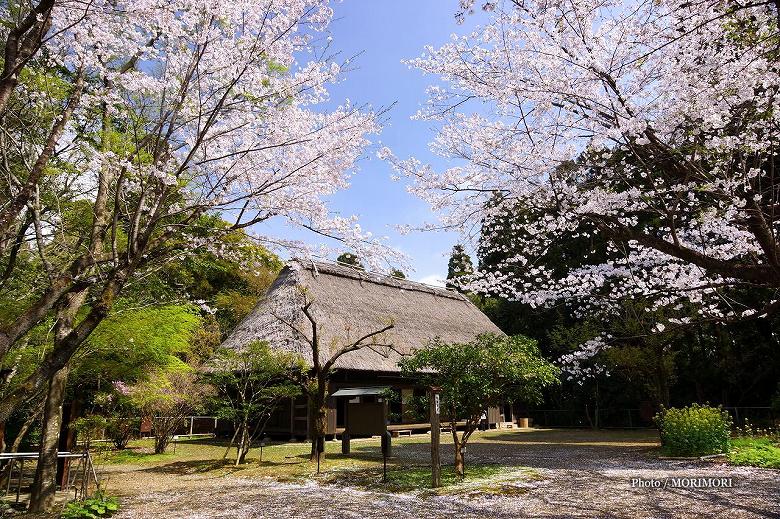 ■ 宮崎県立博物館民家園の中の｢椎葉の民家｣　春撮影