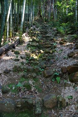 祝子川　神さん山への道中 15