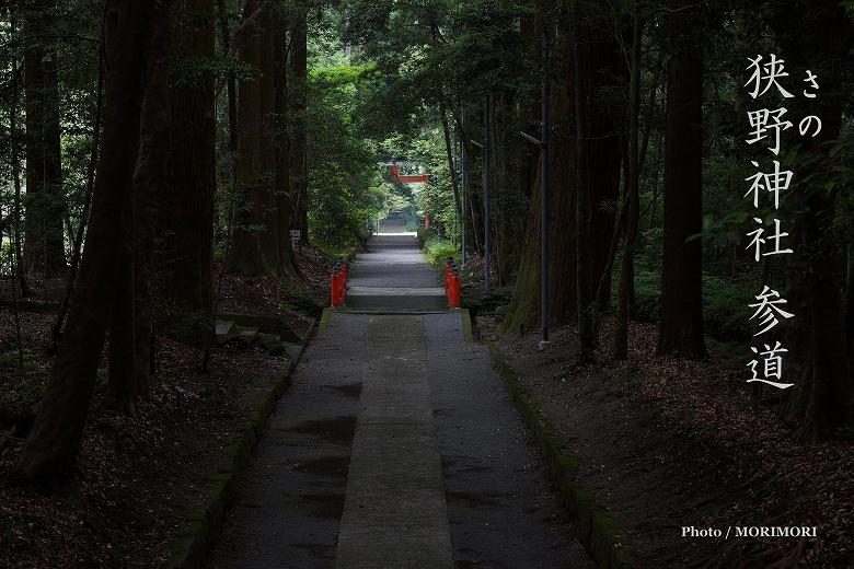 新緑の時期　霧島の神社　狭野神社神門より参道を振り返る