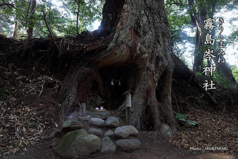 新緑の時期　霧島の神社　霧島岑神社 巨樹の祠