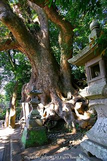 瓜生野八幡神社の楠木（クスノキ）群　写真001