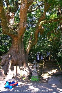 瓜生野八幡神社の楠木（クスノキ）群　写真002