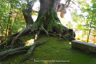 瓜生野八幡神社の楠木（クスノキ）群　写真004