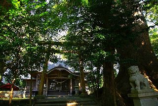 瓜生野八幡神社の楠木（クスノキ）群　写真007