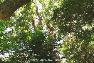 瓜生野八幡神社の楠木（クスノキ）群　写真008