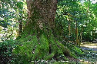瓜生野八幡神社の楠木（クスノキ）群　写真015