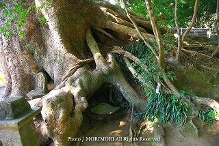 瓜生野八幡神社の楠木（クスノキ）群　写真　016