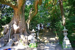 瓜生野八幡神社の楠木（クスノキ）群　写真　017