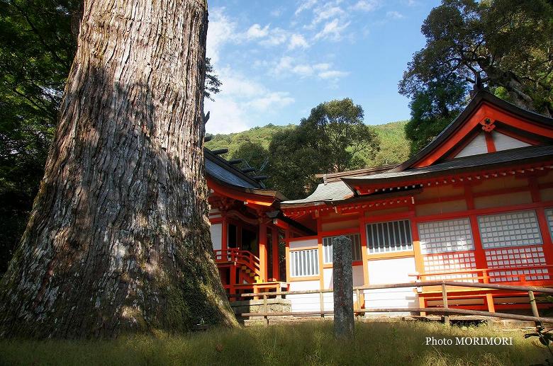 八村杉と　十根川神社