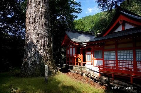 八村杉と　十根川神社