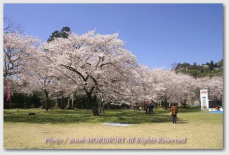 公園中心部の桜