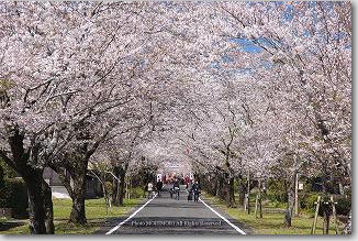都城市　母智丘（もちお）の桜　桜並木