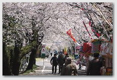 母智丘公園　もちお桜まつりにて　08　桜のトンネル