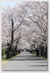 母智丘公園　もちお桜まつりにて　10　桜のトンネル