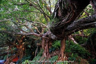 野島神社のアコウの木　2008年撮影　04