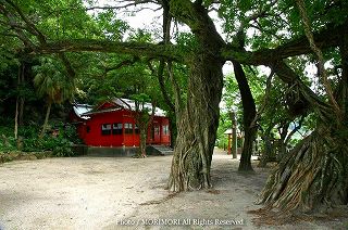 野島神社とアコウの木　01