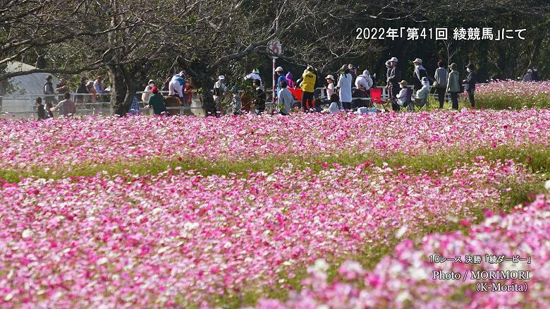 2022年 「第41回 綾競馬」綾ダービー決勝スタート地点＆コスモス