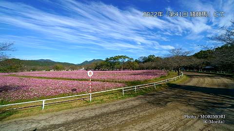 コスモス咲く綾馬事綾馬事公苑 錦原競馬場（観客のいない早朝の風景）