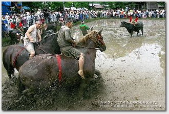 馬入れ　御田祭（宮崎県美郷町）　ワイド側でバリアングル撮影