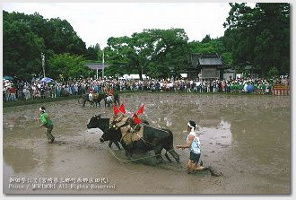 牛　御田祭（宮崎県美郷町）