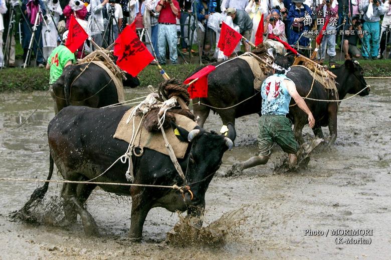 御田祭　牛馬入れ