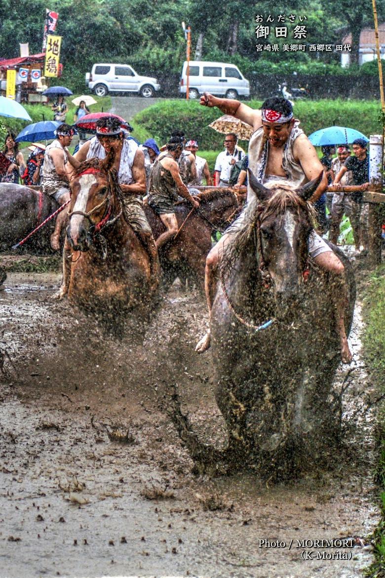 御田祭　牛馬入れ