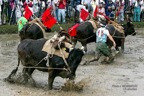 御田祭　牛馬入れ