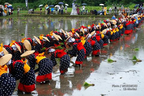 御田祭　総勢120名の早乙女による田植え