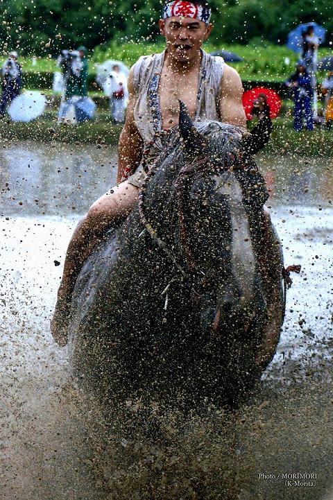 御田祭(おんださい）牛馬入れ　宮崎県美郷町