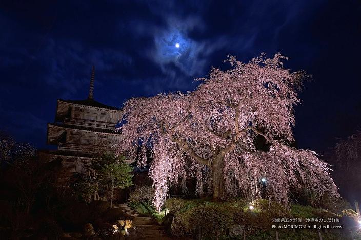 浄専寺のしだれ桜　2013年　夜桜