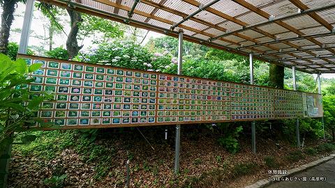 こうはらあじさい園 19〔園内のアジサイ全ての写真は壮観〕